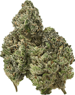 Cold Fusion